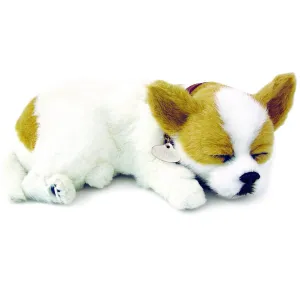 Chihuahua Soft Bundle