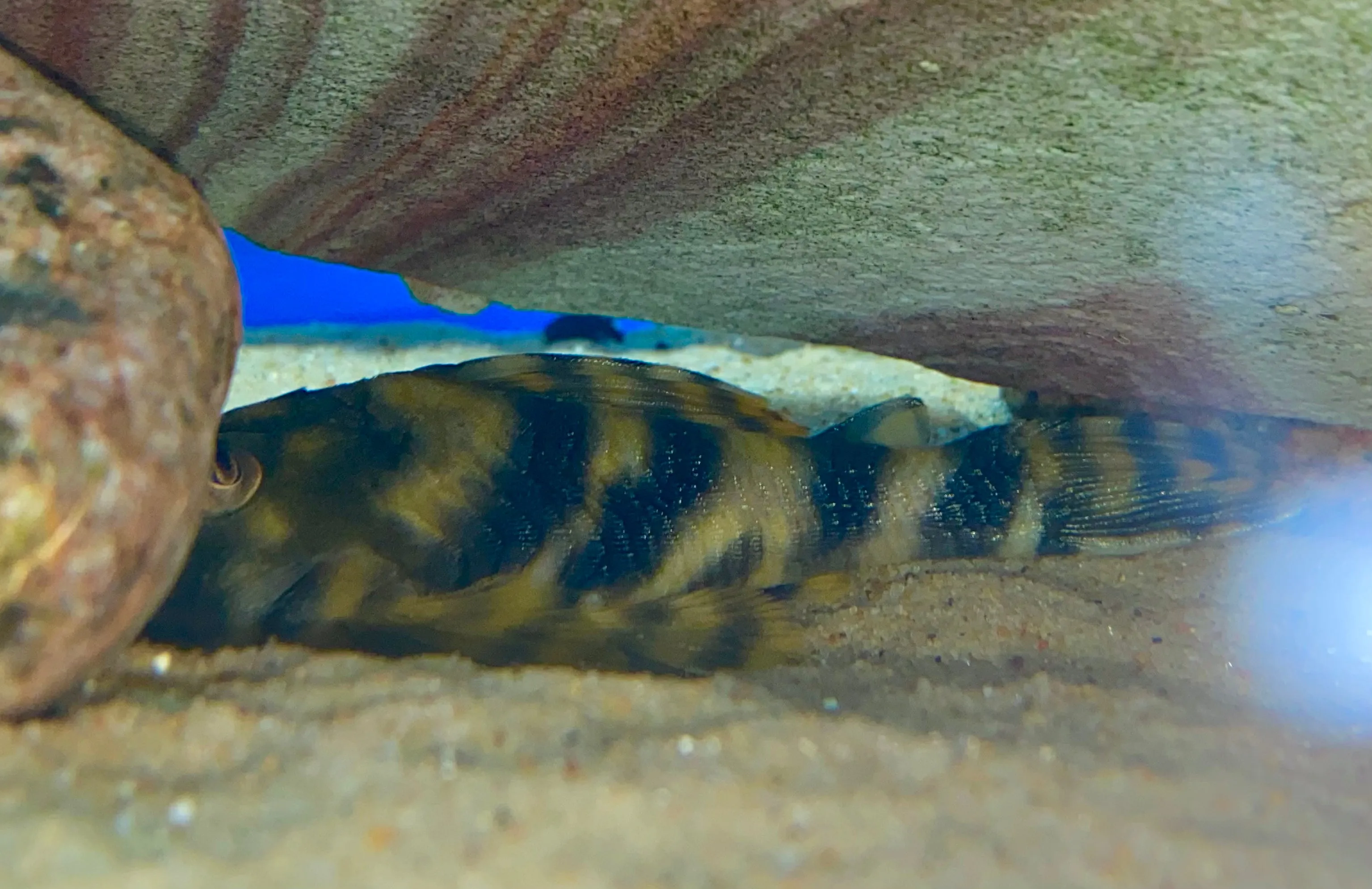 L015 Candy Stripe Pleco